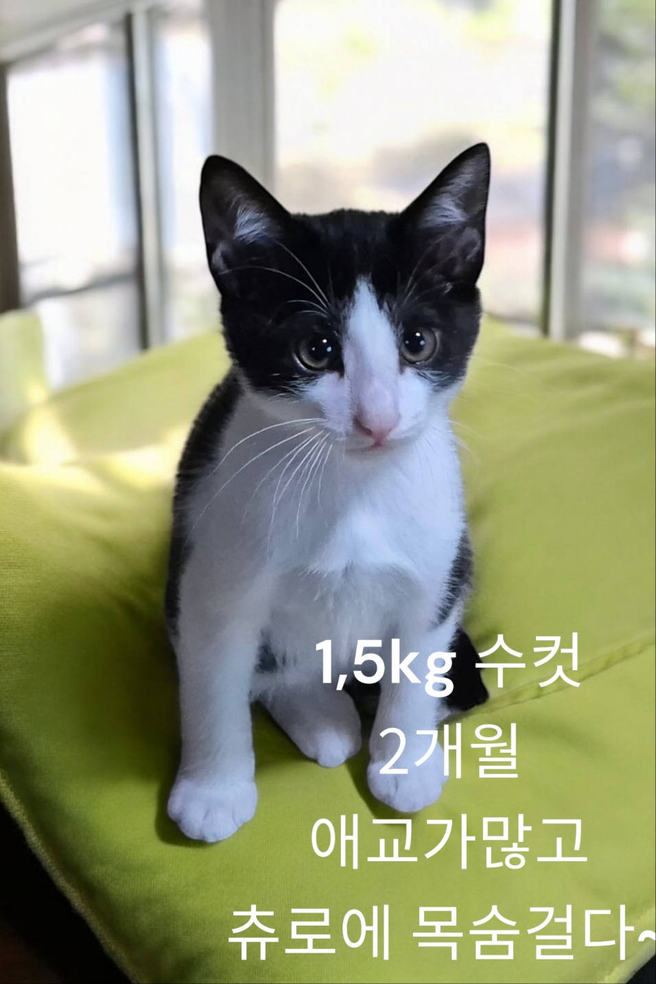 한국 고양이 이미지 파일 입니다.